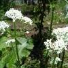 8Valer   Valerian  Root Dry 50 gr.