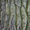8Duba Dry Oak Bark 100 gr