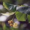 8L4LipaSmall-Leaved European Linden Flowers 50 gr.