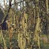 8BerezyP       Pochki    Dry Birch Buds 50 gr.