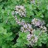 8Dushicta Herb of Wild Marjoram 50gr  8Dushicta