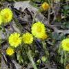 8Mat       Herbs of Coltsfoot 35gr