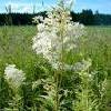 8Polyn Herbs of Tarragon (Mugwort) 50 gr.