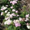 8Tysych   Herbs of Yarrow 50 gr.