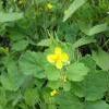 8Chistotel  Herbs of Celendine 50 gr  8Chistotel