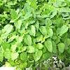 8Myata  Peppermint Leaves 50gr