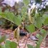8Solod     Licorice Root (dry) (Koren Solodki) 50 gr.