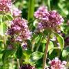 8Chabretct                     Herbs of Thyme 50 gr.