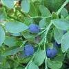 8Bilberries       Chernika Plody  Bilberries (Whortleberries) Dry Fruits 50 gr.