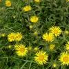 8Devyasil   Yellow Starwort 50 gr.