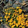 8L2Lapchatka  Silverweed Cinquefoil 50gr
