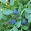 8Chernika List Bilberries (Whortleberries) Leaves 50gr 8Chernika