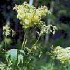 8L5Lobaznik-Herb of Lobaznik 40 gr