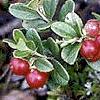 8Brusnika               Leaves of Cowberry 50gr