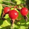 8e2Eglantine Eglantine Fruits 450gr (1 Lbs)  buy, review, comments, online