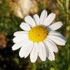 8Romashk  Chamomile Flowers 50 gr  buy, review, comments, online