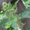 8k6Krapiva Herbs of Nettle 35gr  buy, review, comments, online