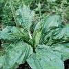 8Donnik          Donnik  50 gr  HERBA MELILOTI  buy, review, comments, online