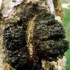 8Chaga Wild Mushrooms on Birches 50 gr.8Chaga  buy, review, comments, online