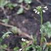 80350 Adonis Herbs of Caseweed 50 gr.  buy, review, comments, online