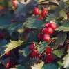 8Boyarosnik          Plody   Hawthorn  Fruits 100 gr.  buy, review, comments, online