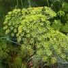 8Ukropa Dill dry Seeds 50 gr  buy, review, comments, online