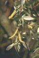 8Beloy    Evy Kora Willow Bark 50gr  buy, review, comments, online