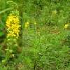 8Repesh  Agrimony Herbs 50gr  buy, review, comments, online