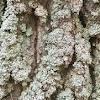 8Osina Bark of Aspen (Pуpulus tremula)  buy, review, comments, online