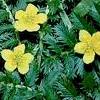 8l1Lap-Bel (Lapchatka Belaya)Potentilla  . (Potentilla alba) (25gr)  buy, review, comments, online