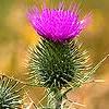 8R345.2 Milk Thistle Shrot 100gr  buy, review, comments, online